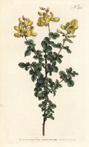 Cytisophyllum sessilifolium (Almindelig cytisus, Cytisus sessilifolius). Håndfarvet kobberstik af Sansom efter en illustration af Sydenham Edwards fra William Curtis