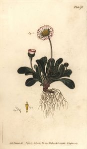 Tusindfryd, Bellis perennis, Polygamia superflua. Håndfarvet kobberstik af F. Sansom af en botanisk illustration af Sydenham Edwards til William Curtis