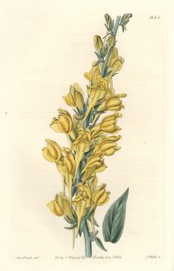 Dalmatia Linar - Strong Water af S. Watts fra en illustration af Sarah Anne Drake (1803-1857), fra det botaniske register af Sydenham Teast Edwards