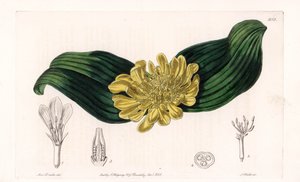 Daubenya Variete - Plade graveret af S.Watts, fra en illustration af Sarah Anne Drake (1803-1857), fra Botanical Register of Sydenham Edwards (1768-1819), England af Sydenham Teast Edwards