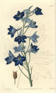 Dauphinelle eller Lærkefod - Shewy delphinium, Delphinium speciosum. Håndfarvet kobberstik af S. Watts efter en illustration af M. Hart fra Sydenham Edwards