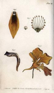 Detaljeret beskrivelse af stængel og krone af fritillary. Farvet kobberstik, illustration af Sydenham Edwards (1768-1819) til Conferences of Botanical, Botanical Garden of Lambeth (England) af Sydenham Teast Edwards