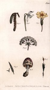 Forskellige kalke: primerose, sne pierce, hasselnød, cike, græs, svampe og mos. Farvet kobberstik, illustration af Sydenham Edwards (1768-1819) til Conferences of Botanical, Botanical Garden of Lambeth (England) af Sydenham Teast Edwards