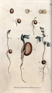 Forskellige spiretrin af ærtefrø og almindelig bønne. Farvet kobberstik, illustration af Sydenham Edwards (1768-1819) til Conferences of Botanical, Botanical Garden of Lambeth (England) af Sydenham Teast Edwards