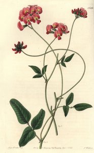 Dilateret kennedya, Kennedya dilatata. Håndfarvet kobberstik af S. Watts efter en illustration af Miss Sarah Drake fra Sydenham Edwards