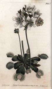 Dionee fanger flue eller ulvefælde. Farvet kobberstik, illustration af Sydenham Edwards (1768-1819) til Conferences of Botanical, Botanical Garden of Lambeth (England) af Sydenham Teast Edwards