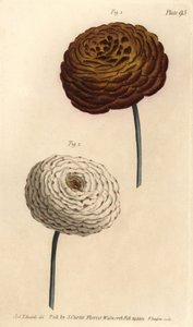 Dobbelt ranunculus sorter, persisk ranunkel, Ranunculus asiaticus. Håndfarvet kobberstik af F. Sansom af en botanisk illustration af Sydenham Edwards til William Curtis