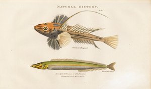 Dragonet og Sand Lance af Sydenham Teast Edwards