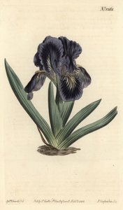 Dværg Iris - Iris x binata (Lilla-blåt dværgflag, Iris pumila var. violacea). Håndfarvet kobberstik af F. Sansom Jr. efter en illustration af Sydenham Edwards fra William Curtis