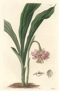 Earth Orchid, oprindeligt fra Sri Lanka - S. Watts Strong Water fra en illustration af Sarah Anne Drake (1803), fra det botaniske register af Sydenham Teast Edwards