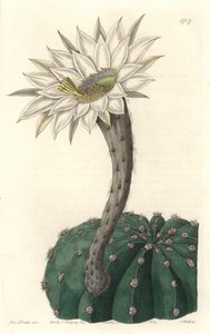 Echinocactus eyriesii, blomstrende kaktus, hjemmehørende i Mexico - Stærkt vand af S. Watts fra en illustration af Sarah Anne Drake (1803-1857), fra det botaniske register af Sydenham Teast Edwards