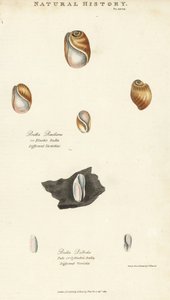 Elastisk bula, Bulla resiliens, og bleg eller cylindrisk bulla, Bulla pallida. Håndfarvet kobberstik efter Sydenham Edwards fra John Mason Goods Pantologia, a New Encyclopedia, G. Kearsley, London af Sydenham Teast Edwards