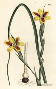 Elegant moraea, Moraea elegans (Moraea spicata). Håndfarvet kobberstik af F. Sansom Jr. efter en illustration af Sydenham Edwards fra William Curtis