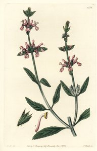 Epiary - Hvidstammede stachys, Stachys albicaulis. Håndfarvet kobberstik af S. Watts efter en illustration af John Lindley fra Sydenham Edwards