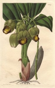 Epifytisk orkidé, lysegul katasetum, hjemmehørende i Brasilien - Water forte af S. Watts fra en illustration af Sarah Anne Drake (1803-1857), fra det botaniske register af Sydenham Teast Edwards