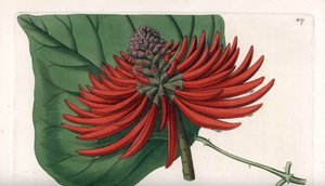 Erythrina variete, tropisk rødt blomstertræ - Indgraveret af S. Watts, fra en illustration af Sarah Anne Drake (1803-1857), fra Sydenham Edwards