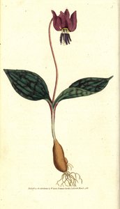 Erythrone hundetand (eller rød Satyrion) - Hundetand violet, Erythronium dense-canis. Håndkoloreret kobberstik efter en botanisk illustration af James Sowerby fra William Curtis