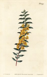 Eutaxia myrtifolia (Tværbladet dillwynia, Dillwynia obovata). Håndfarvet kobberstik af F. Sansom Jr. efter en illustration af Sydenham Edwards fra William Curtis
