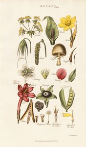 Blomster- og plantestrukturer af Sydenham Teast Edwards