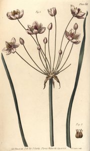 Blomstrende siv, Butomus umbellatus, Hexagynia, hermafroditblomst 1 og pistilla 2. Håndfarvet kobberstik af F. Sansom af en botanisk illustration af Sydenham Edwards til William Curtis