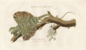 Flyvende drage på en gren af Sydenham Teast Edwards