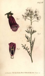 Rævehandske, Digitalis purpurea, Didynamia af Sydenham Teast Edwards