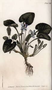 Duftende viol. Farvet kobberstik, illustration af Sydenham Edwards (1768-1819) til Conferences of Botanical, Botanical Garden of Lambeth (England) af Sydenham Teast Edwards