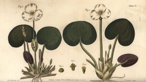 Frøbid, Hydrocharis morsus-ranae, Dioecia, hunplante 1,4, hanplante 2,3. Håndfarvet kobberstik af F. Sansom af en botanisk illustration af Sydenham Edwards til William Curtis