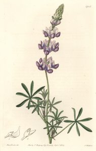 Garden Lupin, oprindeligt fra Californien - S. Watts Strong Water fra en illustration af Sarah Anne Drake (1803-1857), fra det botaniske register af Sydenham Teast Edwards