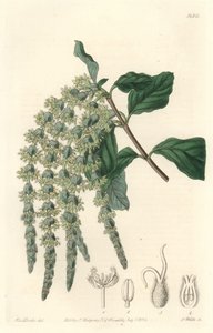 Garrya med elliptiske blade eller silkeagtige agern eller bjørnebusk - Stærkt vand af S. Watts fra en illustration af Sarah Anne Drake (1803-1857), fra det botaniske register