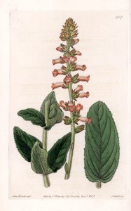 Genera Variete - Plade indgraveret af S.Watts, fra en illustration af Sarah Anne Drake (1803-1857), fra Botanical Register of Sydenham Edwards (1768-1819), England af Sydenham Teast Edwards