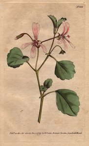 Geranium har syreblade med rosenårede blomster, hjemmehørende i Sydafrika. Sorrel trane næb med lyserøde årede blomster. En indfødt fra Kap, Sydafrika. Pelargonium acetosum. Håndfarvet kobberstik fra en botanisk illustration af Sydenham af Sydenham Teast Edwards