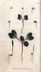 Spiring af radisefrø, almindelig hvede og almindelig byg. Farvet kobberstik, illustration af Sydenham Edwards (1768-1819) til Conferences of Botanical, Botanical Garden of Lambeth (England) af Sydenham Teast Edwards