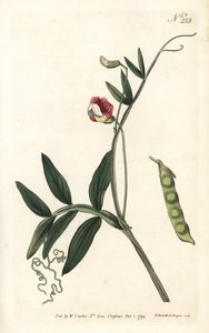 Gesse climene - Spansk vikke, Lathyrus clymenum (led-podded lathyrus, Lathyrus articulatus). Håndfarvet kobberstik af Sansom efter en illustration af Sydenham Edwards fra William Curtis