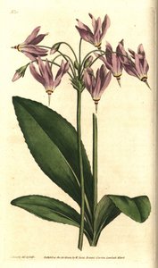 Giroselle of Virginia - Amerikansk ko-slip eller Mead