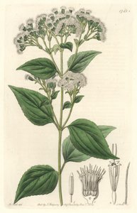 Glandular eupatorium, hjemmehørende i Mexico - S. Watts stærkt vand fra en illustration af M. Mart, fra det botaniske register af Sydenham Teast Edwards