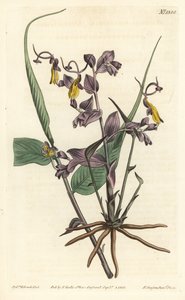 Globba radicalis (Operapiger, Mantisia saltatoria). Håndfarvet kobberstik af F. Sansom Jr. efter en illustration af Sydenham Edwards fra William Curtis