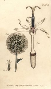 Globetidsel, Echinops sphaerocephalus, Polygamia segregata, blomst 1 og enkelt blomst 2,3. Håndfarvet kobberstik af F. Sansom af en botanisk illustration af Sydenham Edwards til William Curtis