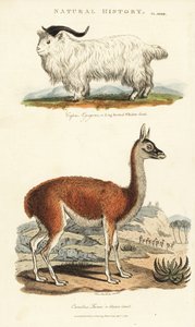 Ged og lama - Langhornet whidaw ged, Capra aegagrus og lama, Lama glama (Glama kamel, Camelus lama). Håndfarvet kobberstik efter Sydenham Edwards fra John Mason Goods Pantologia, a New Encyclopedia, G. Kearsley, London af Sydenham Teast Edwards