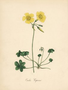 Gedefodsvedsyre, Oxalis caprina. Taget fra en illustration af Sydenham Edwards i William Curtis