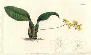 Gomesa cornigera orkidé (Hornet oncidium, Oncidium cornigerum). Håndfarvet kobberstik af S. Watts efter en illustration af William Herbert fra Sydenham Edwards