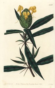 Græsgræs tac tac - Humleblomstret barleria, Barleria lupulina. Håndfarvet kobberstik af S. Watts efter en illustration af Sarah Drake fra Sydenham Edwards