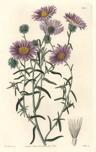 Grey Aster, oprindeligt fra Californien - S. Watts Strong Water fra en illustration af Sarah Anne Drake (1803-1857), fra det botaniske register af Sydenham Teast Edwards