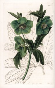 Green Flower Hellebore Variete - graveret af S.Watts, fra en illustration af Sarah Anne Drake (1803-1857), fra Botanical Register of Sydenham Edwards (1768-1819), England af Sydenham Teast Edwards