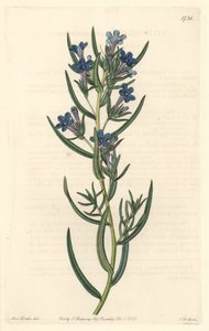 Gremil a rosmarinblade, hjemmehørende på Sicilien - Water forte af S. Watts fra en illustration af Sarah Anne Drake (1803-1857), fra det botaniske register af Sydenham Teast Edwards
