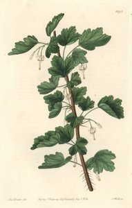 Groseillier, indfødt i Nordamerika - Vand stærkt af S. Watts fra en illustration af Sarah Anne Drake (1803-1857), fra det botaniske register af Sydenham Teast Edwards