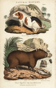 Marsvin og capybara - Marsvin, Cavia porcellus og capybara, Hydrochoerus hydrochaeris. Håndfarvet kobberstik efter Sydenham Edwards fra John Mason Goods Pantologia, a New Encyclopedia, G. Kearsley, London