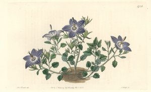 Hårbladet campanula, hjemmehørende i Italien - Stærkt vand af S. Watts efter en illustration af Sarah Anne Drake (1803-1857), fra Botanical Register af Sydenham Teast Edwards