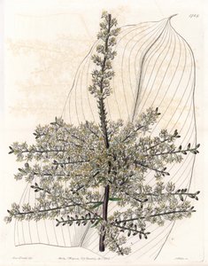 Hawaiian spinard eller Indienrør - Plade graveret af S.Watts, efter en illustration af Sarah Anne Drake (1803-1857), fra Sydenham Edwards
