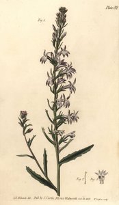 Heath lobelia, Lobelia urens, Polygamia monogamia. Håndfarvet kobberstik af F. Sansom af en botanisk illustration af Sydenham Edwards til William Curtis
